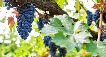 Правительство обсудит полномочия госведомств в виноградарстве