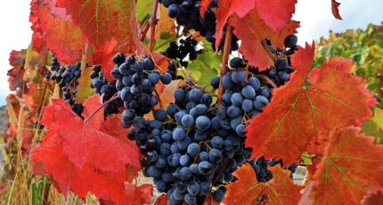 Уход за виноградом осенью 2023