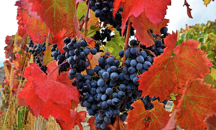 Уход за виноградом осенью 2023