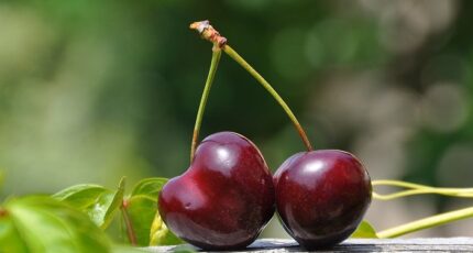 Опасные вредители вишни и черешни
