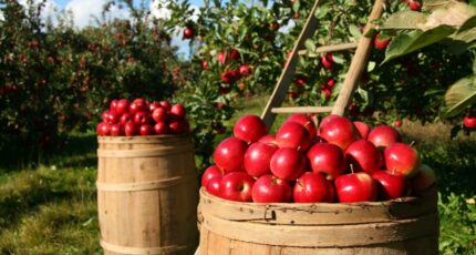 Родина яблок. Чем хороши воронежские фрукты и почему их любят даже в Китае?