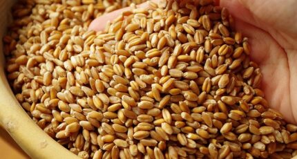 Правительство РФ выделит Минсельхозу средства на увеличение госзакупок зерна