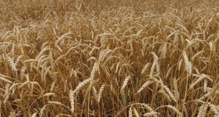 Как рассчитать норму высева семян на примере яровой пшеницы