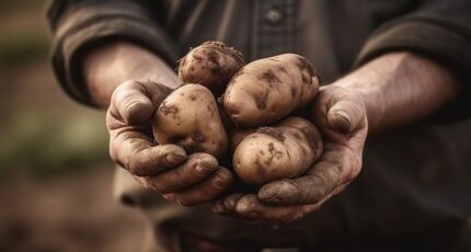Картофельный союз просит Минсельхоз помочь с хранилищами