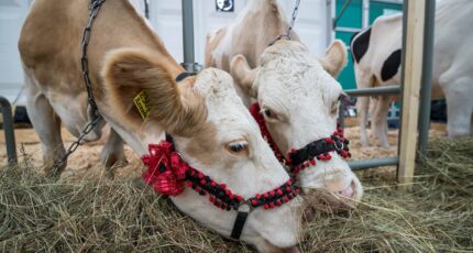 Ученые рекомендуют аминокислотные добавки для коров на низкобелковом рационе