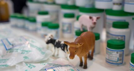 Лекарство против иммунитета: ученые предупреждают о новых рисках использования антибиотиков в сельском хозяйстве