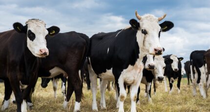 Эксперты назвали селекционные приоритеты в молочном животноводстве
