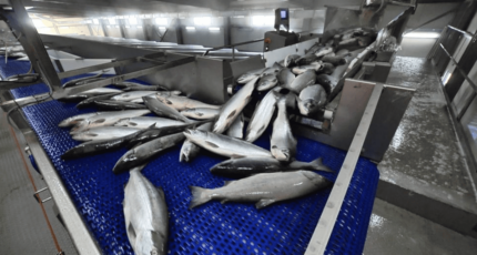 В России построили 25 новых рыбоперерабатывающих заводов