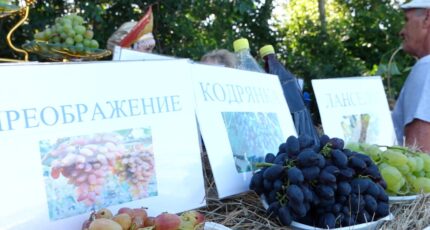 В Воронежской области провели первый фестиваль винограда