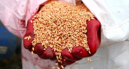 Минсельхоз сообщил о сборе 112 млн тонн зерна