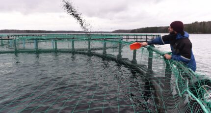 В России изобрели устройство для предотвращения замора рыбы в прудах