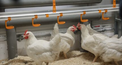 Минсельхоз: к 2030 году доля производства мяса птицы в РФ на основе отечественного кросса составит 25%