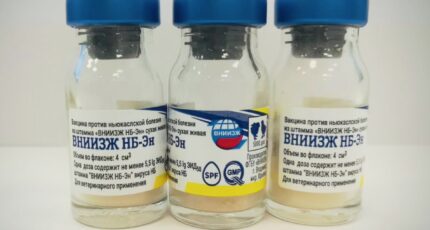 В России зарегистрировали новую вакцину против ньюкаслской болезни