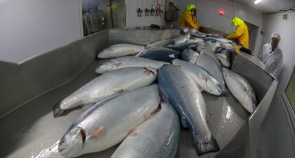 Вылов лососевых превысил 600 тыс. тонн