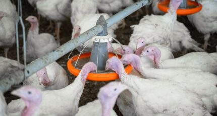 Росптицесоюз призывает ужесточить меры биобезопасности при хранении кормов
