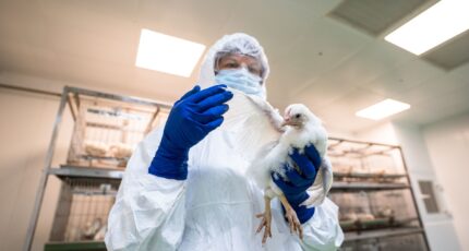 Ученые хотят защитить кур от гриппа птиц с помощью редактирования генов
