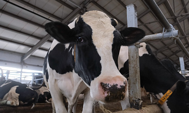 Объём реализации молока в сельхозорганизациях вырос на 5,1%