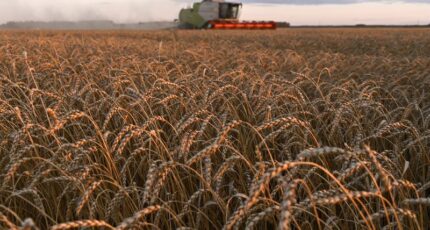 Россия с 18 октября повысит экспортную пошлину на пшеницу до 5 734,7 рубля за тонну