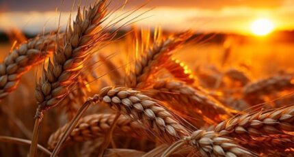 Минсельхоз заявил, что урожай ржи удовлетворит потребности производителей муки и хлеба