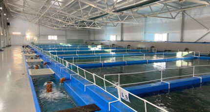 В Новоусманском районе осетровое хозяйство вышла на производство порядка 150 тонн рыбы в год