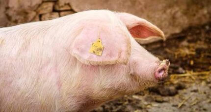 Системы управления пастбищами для свиней