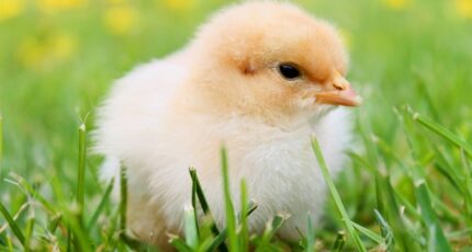 Учёные вывели цыплят, устойчивых к птичьему гриппу