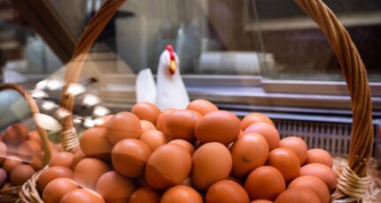 Россия может запретить экспорт яиц на полгода