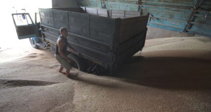 В Воронежской области выявили более 720 тыс тонн опасного зерна