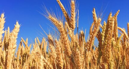 Россия в 2023 году закупила в интервенционный фонд более 260 тыс. тонн зерна