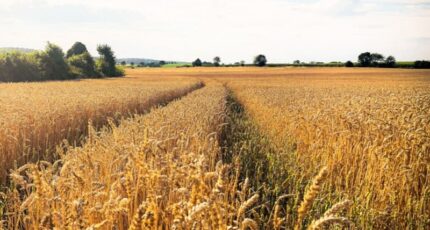 Россия с 1 по 20 октября снизила отгрузки пшеницы на экспорт на 12,2%