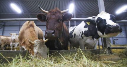 Минсельхоз с 2024 года введет новые меры господдержки производителей молока