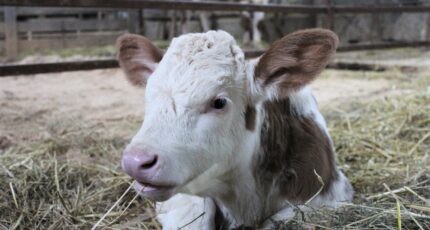 В Подмосковье впервые в России получили потомство от клонированной коровы