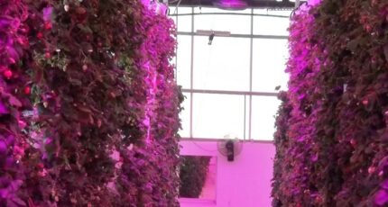 Клубничные башни на сити-ферме в Дубае дают по 500 кг ягод ежедневно