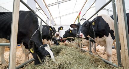 Общественники требует запретить держать коров на привязи