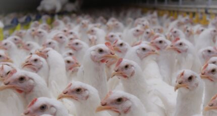Вопрос временного запрета экспорты мяса птицы обсудят в середине ноября