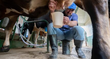 Сколько коров в России болеют лейкозом и насколько опасно их молоко для здоровья человека