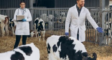 Антибиотики в молоке. С какими проблемами могут столкнуться молочные фермы