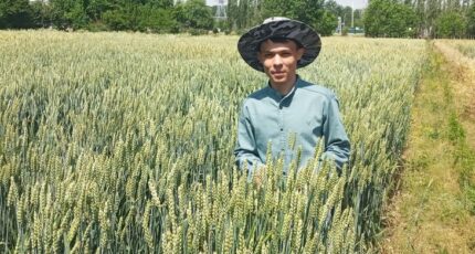 Новые российские сорта яровой пшеницы выдержат экстремальные условия