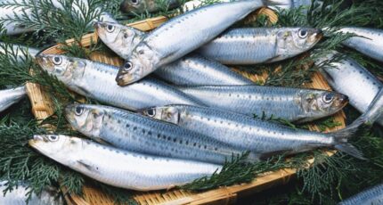 Рыбопромышленники ожидают по итогам года рекордного вылова иваси
