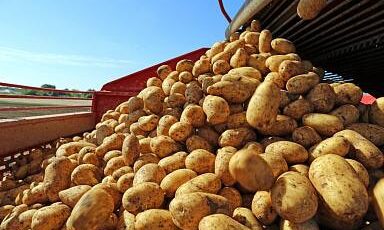 В России собрано порядка 6,9 млн тонн овощей в организованном секторе