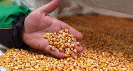 Правительство продлило ограничения импорта семян некоторых культур