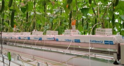 Автономные огурцы: какой урожай выращивает искусственный интеллект