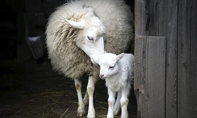 Перспективы развития овцеводства и производства шерсти обсудили в Минсельхозе России