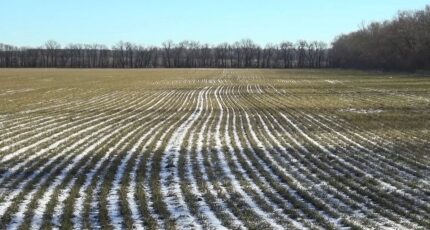 Состояние посевов озимых культур и запасы влаги в почве перед уходом в зиму на территории Воронежской области