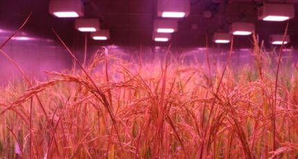 Новый протокол скоростной селекции риса позволяет выращивать 5 поколений в год