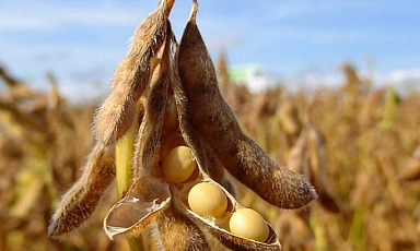В России собран рекордный урожай сои
