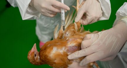 В России зарегистрировали отечественную вакцину против кокцидиоза птиц