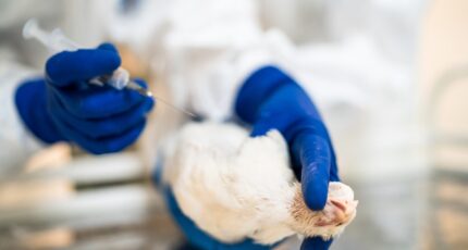Новая вакцина ФГБУ «ВНИИЗЖ» защитит поголовье от опасных болезней птиц