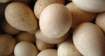 В России самообеспеченность инкубационными яйцами индейки может достичь 50% по итогам года