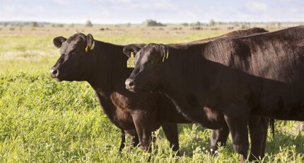 «Мираторг» намерен к 2030 году увеличить продуктивность скота на 10%
